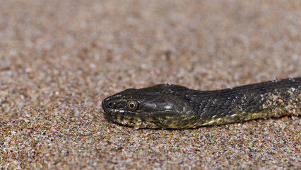 Natrix tessellata. The dice snake is a European non venomous snake belonging to the family Colubridae, subfamily Natricinae. The reptile lives on the sandy beach of the Black Sea.