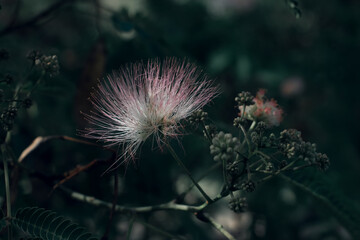 thistle in bloom