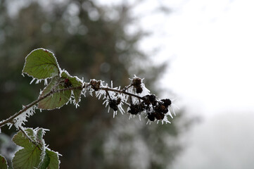 Icy blackberry bush branch and berries after a heavy hoar frost