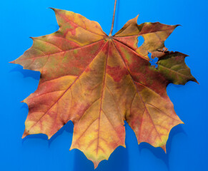 One autumn multicolored maple leaf on a blue background.