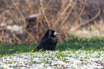 Large black crows walk in the park on a frosty sunny day. Birds. Close up.