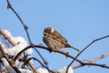 Ruffled little fluffy sparrows sit on the branches of a tree on a frosty sunny day. Birds. Close up.