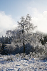 Obraz na płótnie Canvas Winterlandschaft - Eifel -Hohes Venn