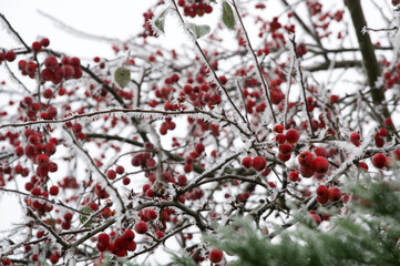 Red berries on a frost covered tree