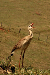 Siriema