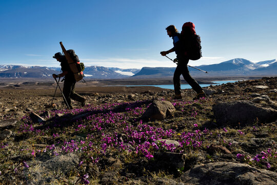 Expedition members, hauling scientific gear to camp, pass wild pink flowers growing out from mosses.
