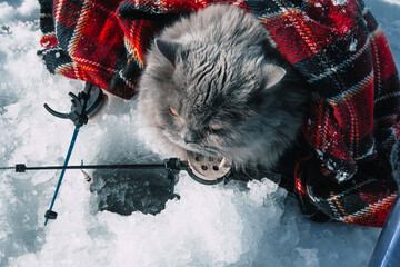 Funny British fluffy cat is fishing with two winter fishing rods on the ice of the lake. Winter...
