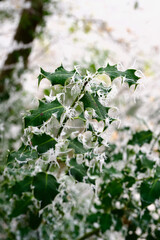 Icy holly leaves