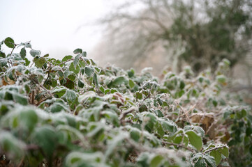 Icy blackberry bush - winter bramble hedge