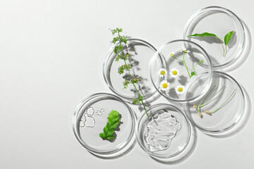 Flat lay composition with Petri dishes and plants on light grey background. Space for text