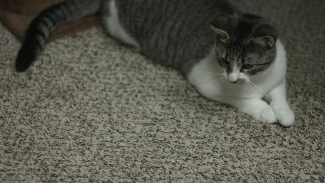 Cute Cats Relaxing At Their Home Blackmagic Camera 4K