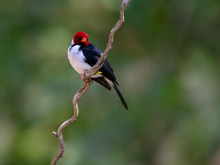 Yellow-billed Cardinal on green background on Pantanal, Brazil