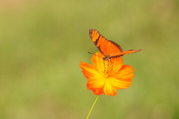 Borboleta