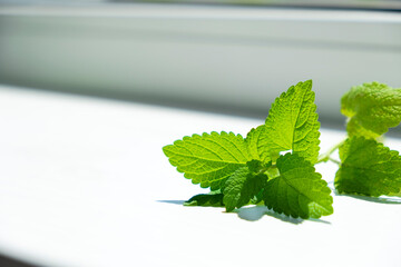 Mint leaf on window sill in sunlight. Fresh herbs for health and food. © Тетяна Немировська