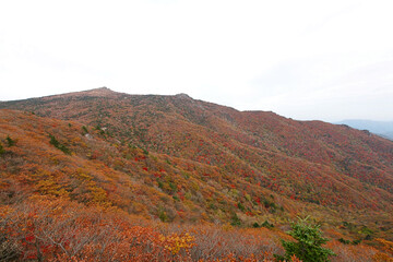 아름답게 물든 고산지대의 단풍.