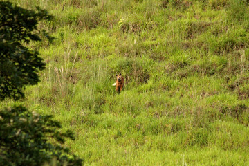 Lobo Guará