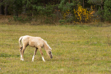 Obraz na płótnie Canvas Palomino foal grazing in the field. High quality photo