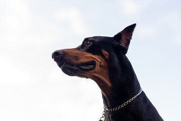 Doberman Pinscher outdoors at a park. beautiful female dobie outside at sunset. Small crop ears with chain. Black and rust, tan dog outside. purebred dog portrait. 