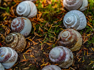 Ornamente und Kreise aus kleinen Schneckenhäuser und Steinen