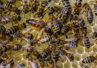 Queen Bee lays eggs in honeycombs.
Queen bee &ndash; the mistress of the colony of bees.
