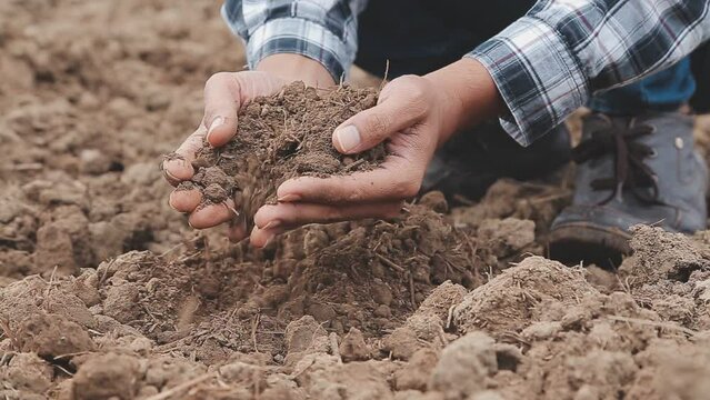 Woman holding a green young plant in her hands. Spring and ecology concept - Powered by Adobe