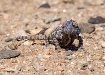 Africa, Namibia, Namaqua chameleon in namib desert, close up