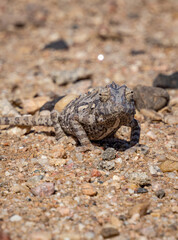 Africa, Namibia, Namaqua chameleon in namib desert, close up
