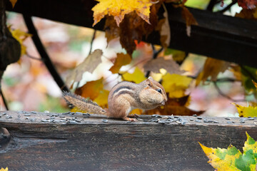 Chipmunk gathering food for the winter