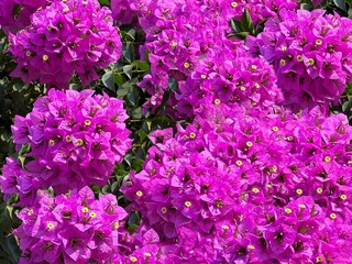  Flowers pink purple bougainvillea in beautiful garden.