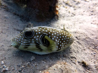 baby puffer fish