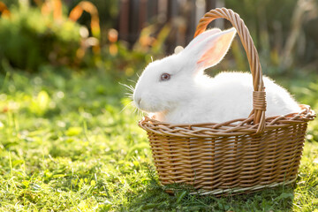 Cute fluffy rabbit in wicker basket on green grass outdoors. Space for text