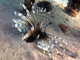 red sea fish and coral reef