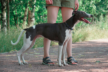 whippet
