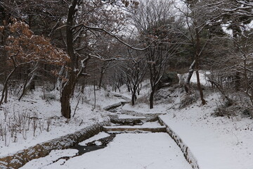 겨울, 눈, 나무, 나무, cold, 경관, 나무, 공원, 길거리, 네이처, 백, 서리,...