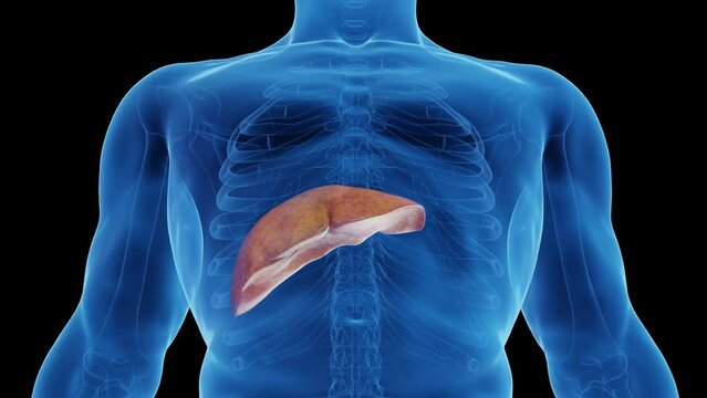 3D medical animation of a man's healthy liver turning into a fatty liver
