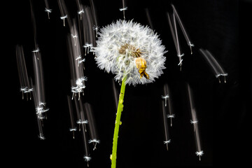Dandelion seeds flying through the air