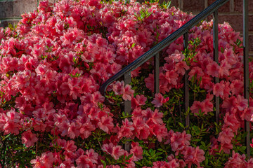 Outdoor Handrail Covered In Pink Azalea Flowers