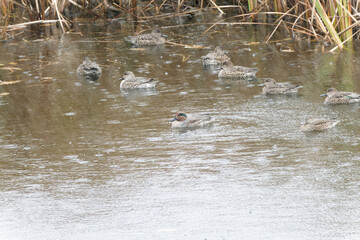 Wild ducks mallard on the Mert Lake. Igneada district. Turkey.