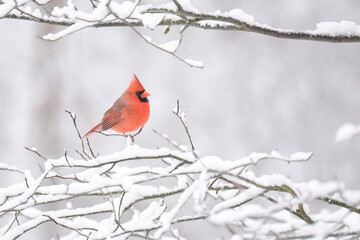 Cardinal on Shadbush