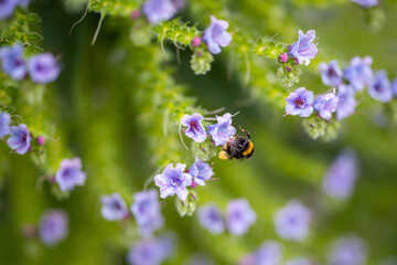 bumblebee on a flower in a garden. bee in a native bushland