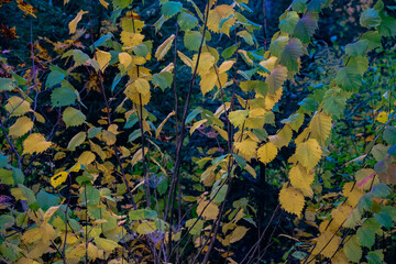 green and yellow leaves on twigs