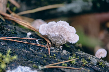 Closeup of pale white split-gill fungus Shizophyllum commune growing on the old tree trunk