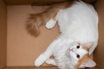 Domestic cat lies in a cardboard box (Corrected).