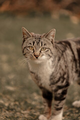 Fototapeta premium portrait of a cat