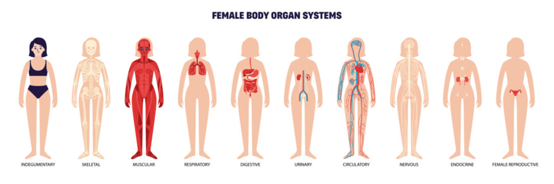 Female Body System Set