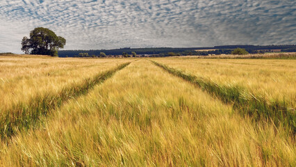 Moray Landscape