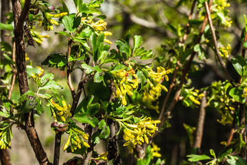 Blooming golden currant or Ribes aureum bush in the garden. Spring seasonal of growing plants