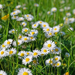 Gänseblümchen, Bellis perennis, in einer Nahaufnahme