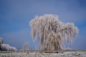 Großer Baum Trauerweide  Salix babylonica von Schnee bedeckt vor blauem Himmel