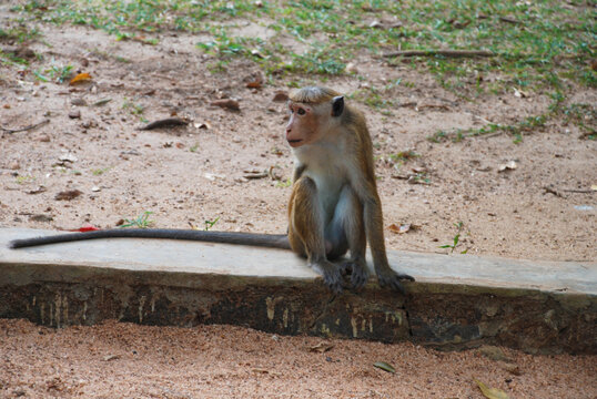 monkeys in the streets with a long tail . Macaca. High quality photo